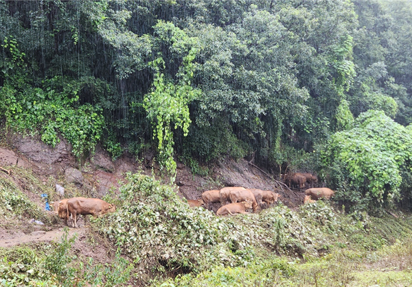 연 나흘 간 내린 집중폭우로 공주시 이인면 만수리 이은환씨의 한우 축사를 나온 650마리의 소들이 인근 산속에 몰려있다.[사진= 제보자 제공].png