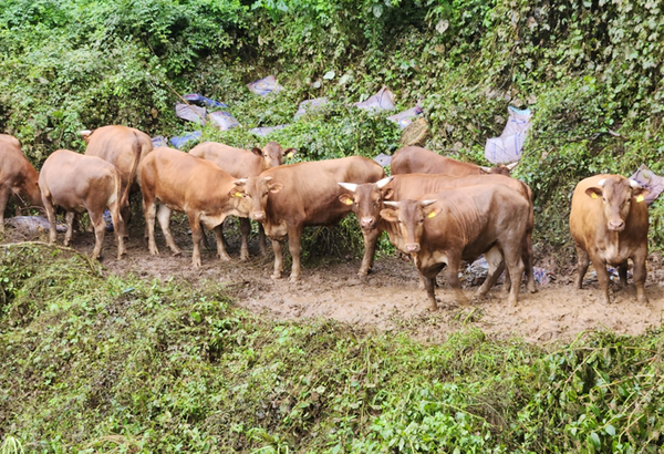 연 나흘 간 내린 집중폭우로 공주시 이인면 만수리 이은환씨의 한우 축사를 나온 650마리의 소들이 인근 산속에 몰려있다.[ 사진= 제보자 제공].png
